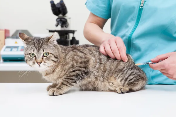 Pet vaccination — Stock Photo, Image