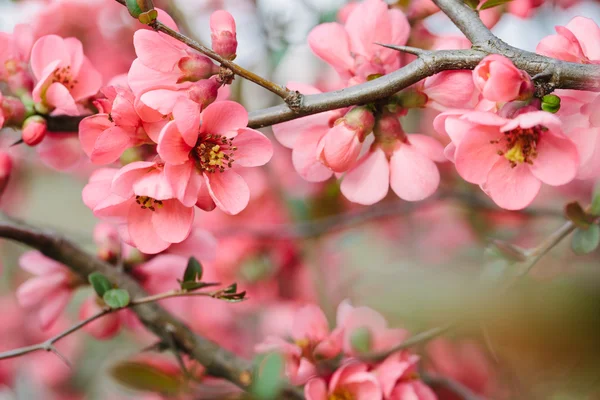 Frühlingskirschblüte — Stockfoto