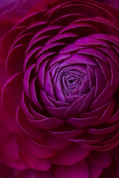 Pink Ranunculus Цветочные лепестки крупный план — стоковое фото
