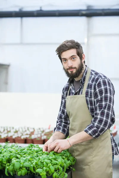 Florista masculino trabalhando dentro de casa — Fotografia de Stock