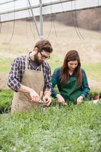 Floristería masculina y femenina trabajando en interiores — Foto de Stock