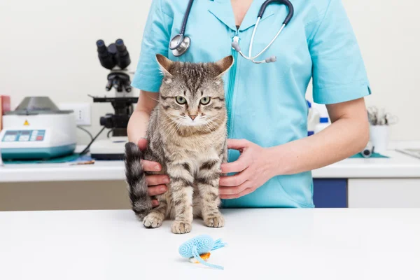 Gatto veterinario premuroso — Foto Stock