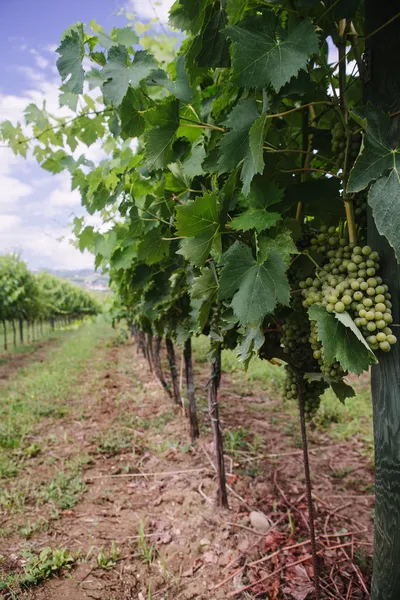 Grape in vineyard — Stock Photo, Image