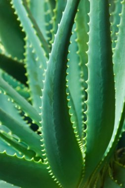 Aloe.
