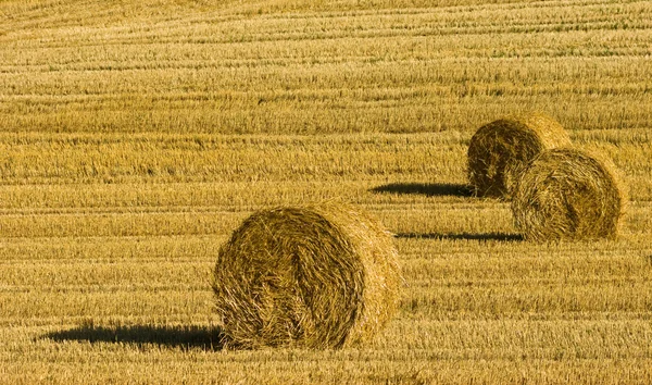 Landbouw — Stockfoto