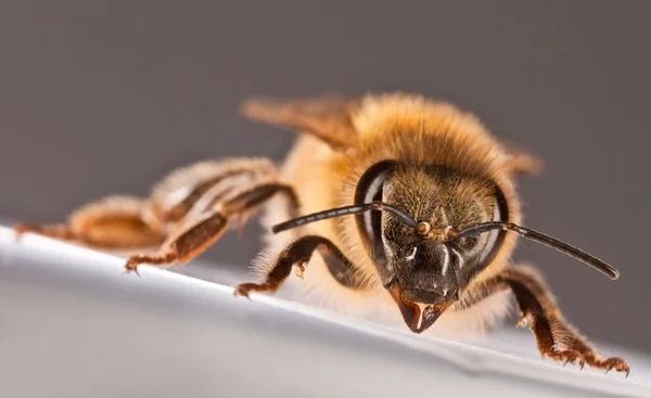 Macro abelha — Fotografia de Stock