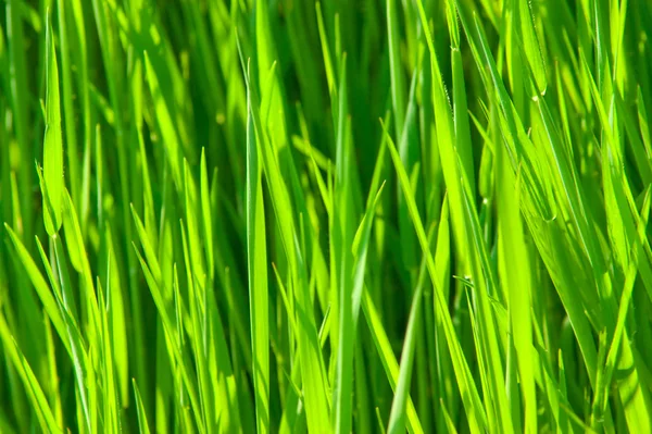 Groen gras — Stockfoto