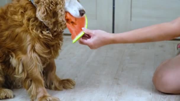 Cão Come Uma Melancia Cocker Spaniel Vermelho Come Vitaminas — Vídeo de Stock