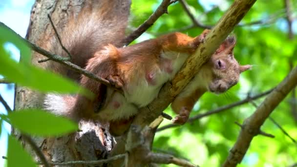 Squirrel Sleeps Tree Branch Forest Monkey Pine Tree Sciurus Linnaeus — 图库视频影像