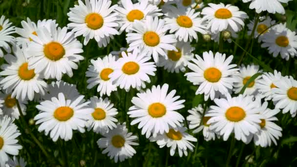 Chamomile Field Flowers Swaying Wind Matricaria Recutita Plant Widely Used — Stockvideo