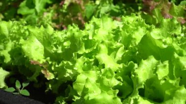Sabah çiğ taneli marul yaprakları. Seçici odaklanma. Lactuca sativa. Sebze kültürü, vitamin yeşili olarak kullanılır. Doğal ürünler konsepti. salata yaprakları.
