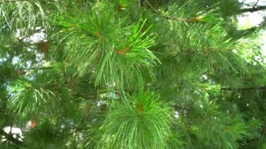 Pinus patula. Meksika ağlayan çam dalları. Seçici odaklanma. Her zaman yeşil çam. Güzel bir ağacın kalın tacı..
