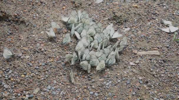 Många Kålfjärilar Sitter Marken Pieris Brassicae Många Vita Mal Sand — Stockvideo