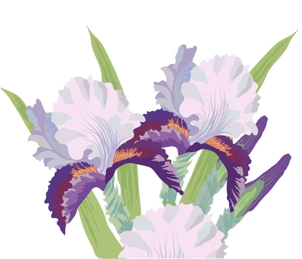 在白色背景上的鸢尾花的花束 — 图库矢量图片