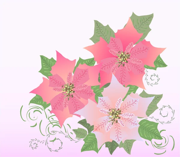 Poinsettia rosa — Archivo Imágenes Vectoriales