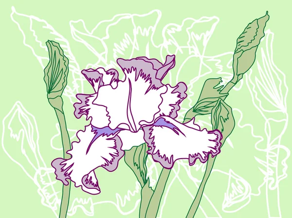 Vit violett iris på grön bakgrund — Stock vektor