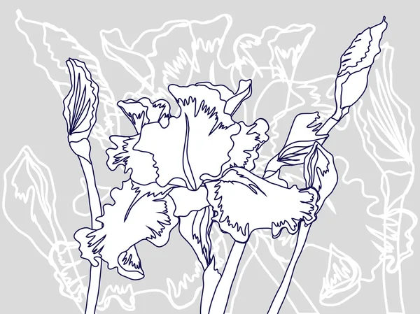 Arrière-plan avec Iris blanc — Image vectorielle