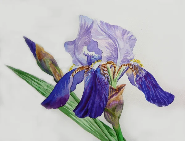 Blauwe iris en bud — Stockfoto