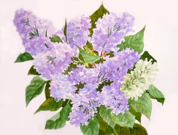 Bouquet de Lilas — Photo