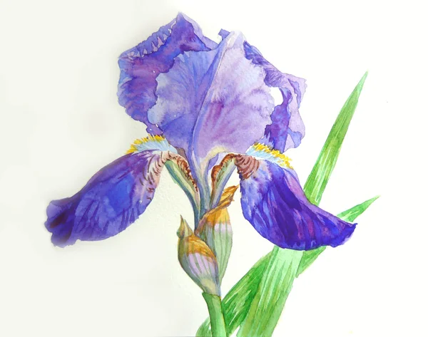 Iris with Dark Blue Petals — Stock Photo, Image