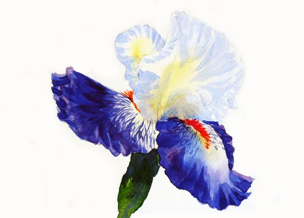 Iris donker blauwe bloemblaadjes — Stockfoto