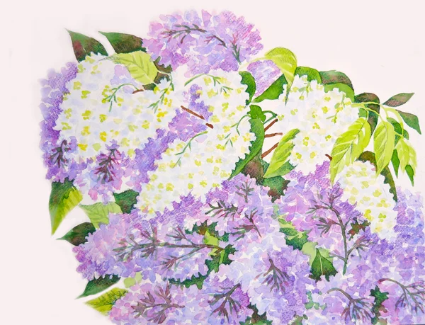 Lilac flowers — Stock Photo, Image