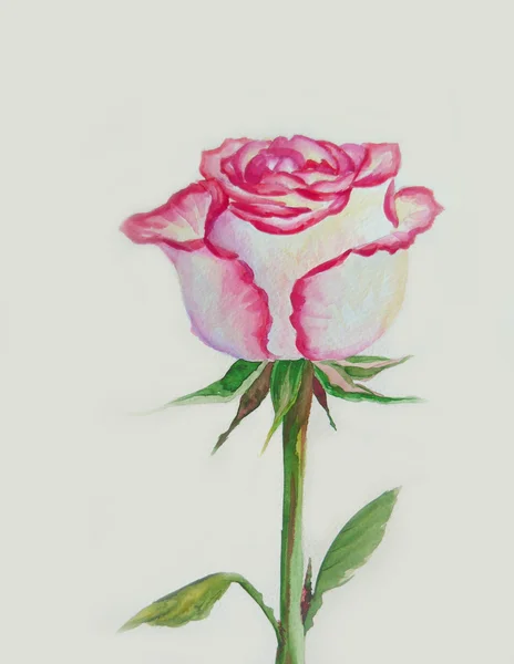 Une rose — Photo