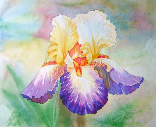 Multi coloured Iris in a Garden — Stock Photo, Image