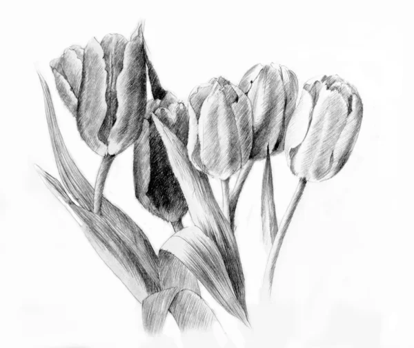 Tulipanes. Dibujo a lápiz —  Fotos de Stock