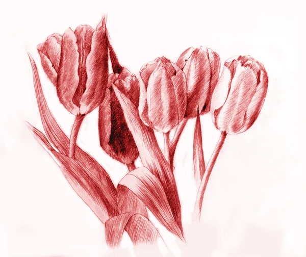 Tulips.Red potlood tekenen — Stockfoto