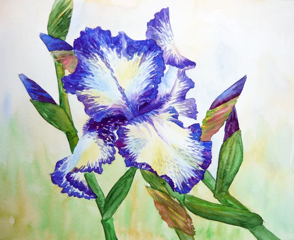 Iris bleu blanc — Photo