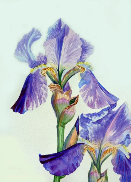 Two Irises — Stock Photo, Image