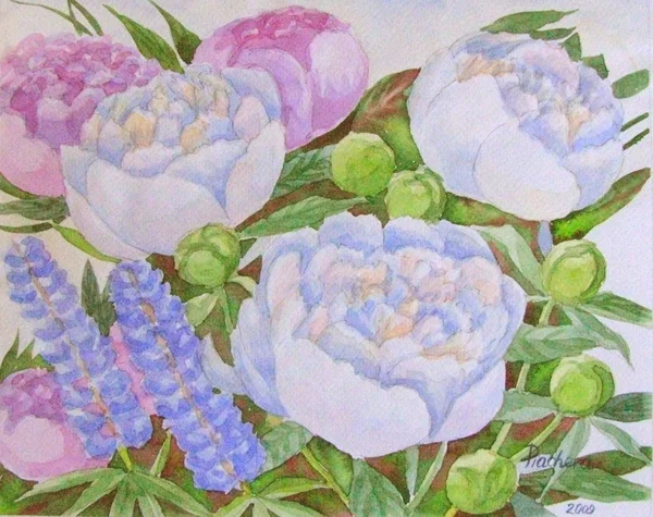 Białe Peonie — Zdjęcie stockowe