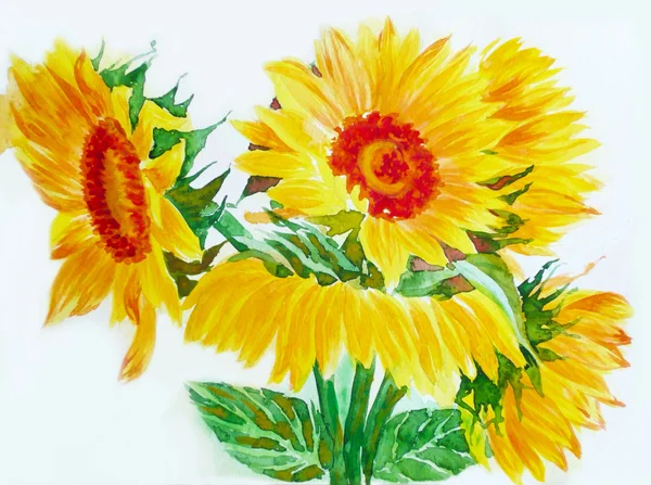 Gelbe Sonnenblumen — Stockfoto