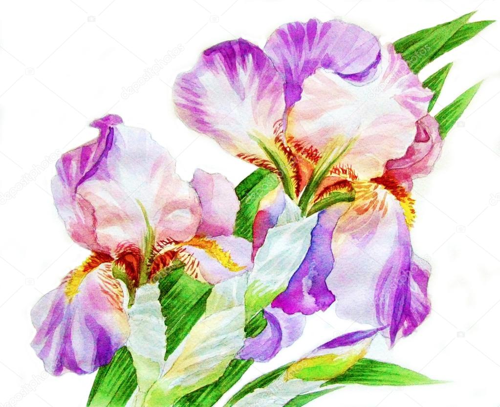 Two Irises