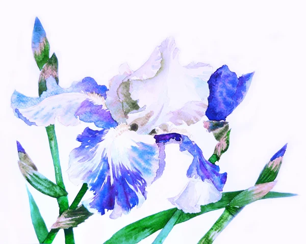 Blå iris med knoppar — Stockfoto