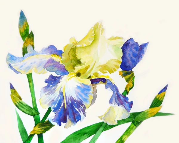 Iris met blauw geel bloemblaadjes — Stockfoto