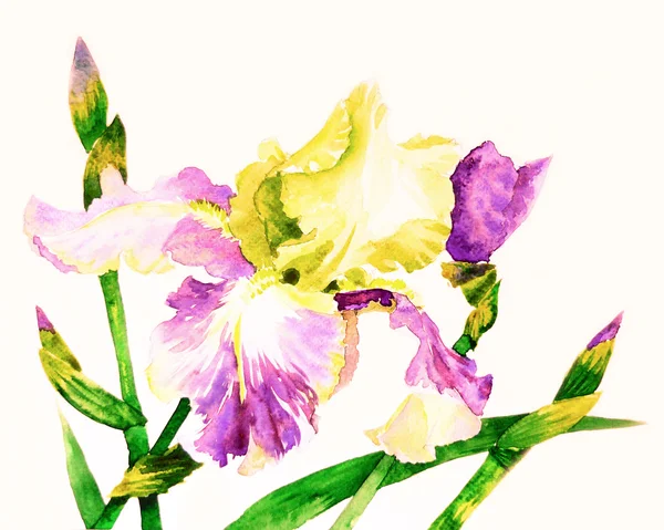 Iris con petali gialli rosa — Foto Stock