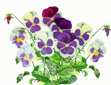 Bouquet with Claret blue pansies
