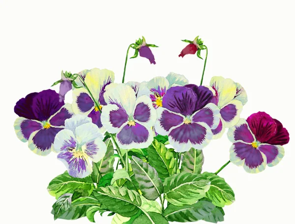 与蓝色紫罗兰花束 — 图库照片