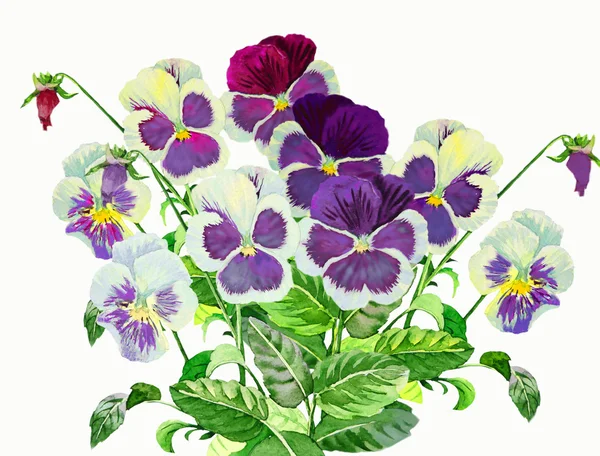 Bouquet with Claret blue pansies — Stock Photo, Image