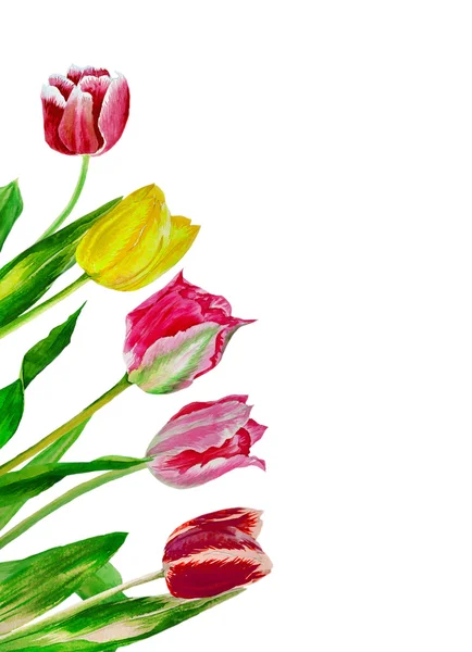チューリップの花束と背景 — ストック写真