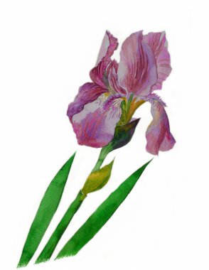 Bordo iris ve iki yaprak