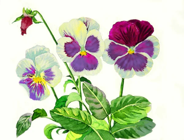 Claret blue pansies — Stockfoto