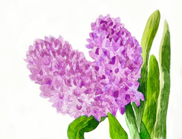 Rózsaszín hyacinthus — Stock Fotó
