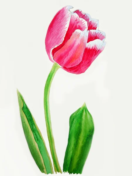Rosa vit tulip — Stockfoto