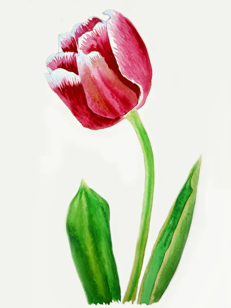 Розовый белый тюльпан — стоковое фото