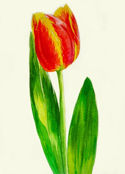 Rote gelbe Tulpe — Stockfoto