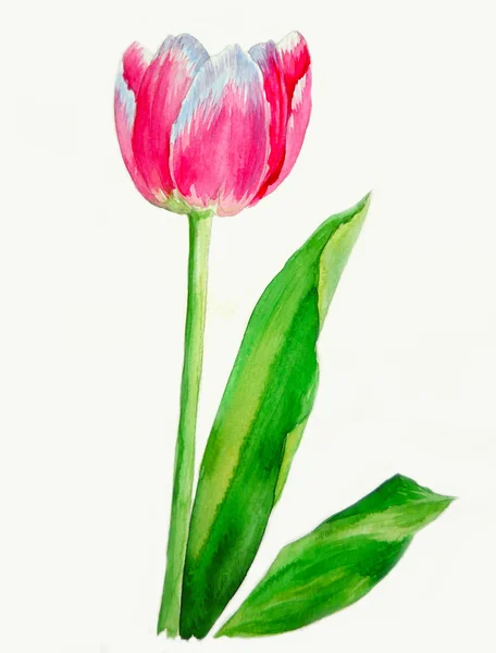 Tulip ve iki yaprak — Stok fotoğraf