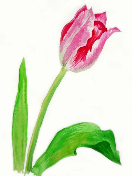 Tulip met golvende bloemblaadjes — Stockfoto